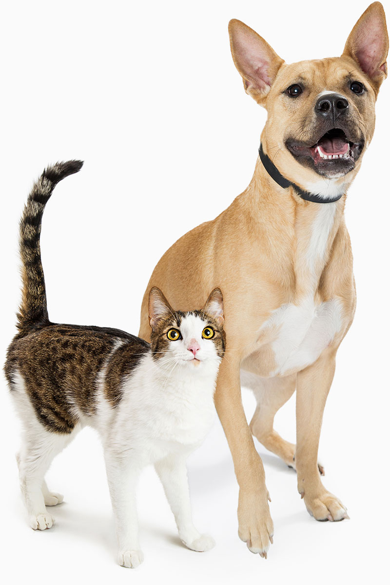 dog-cat