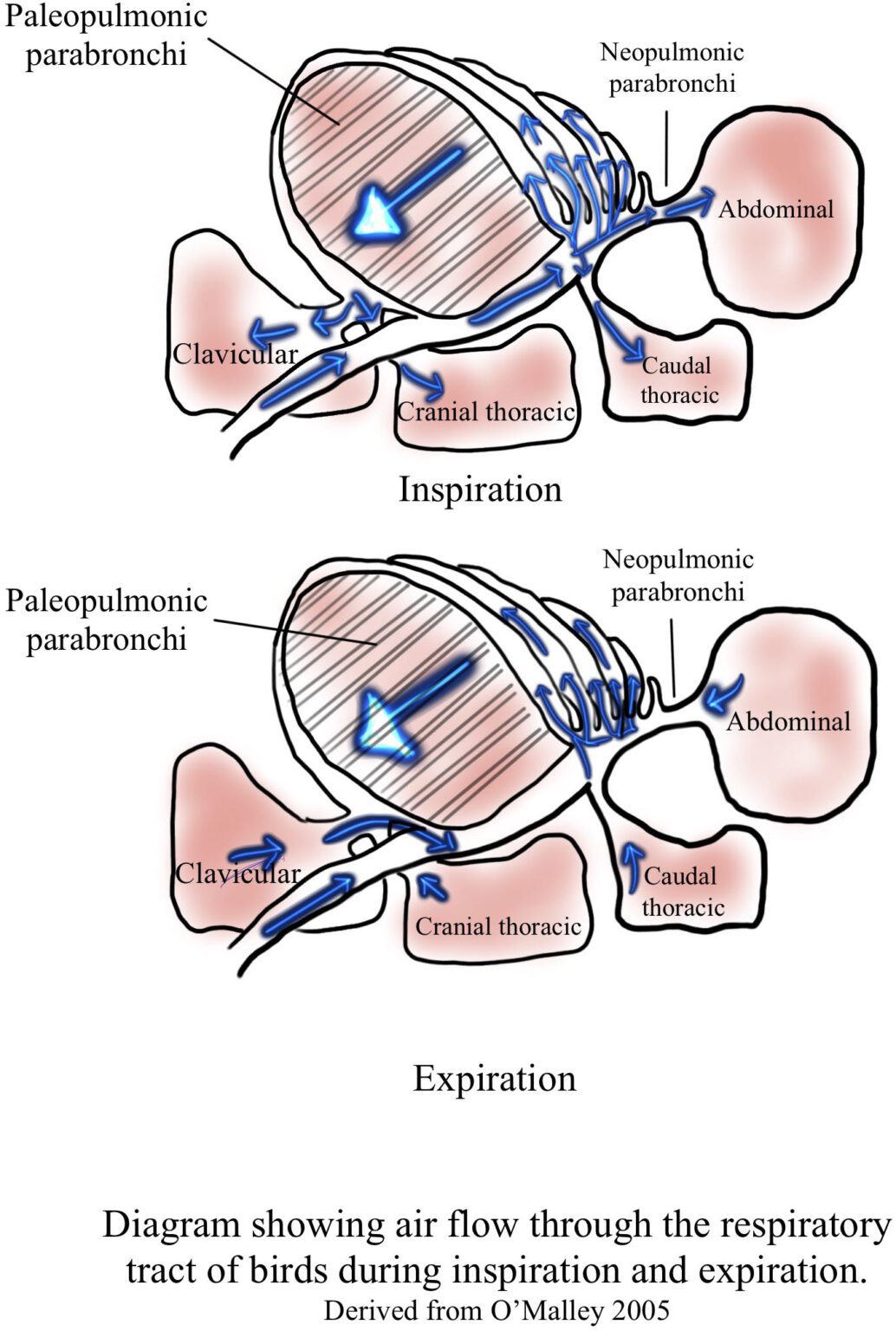 Avian Respiratory System | Bird Respiratory Anatomy & Airflow