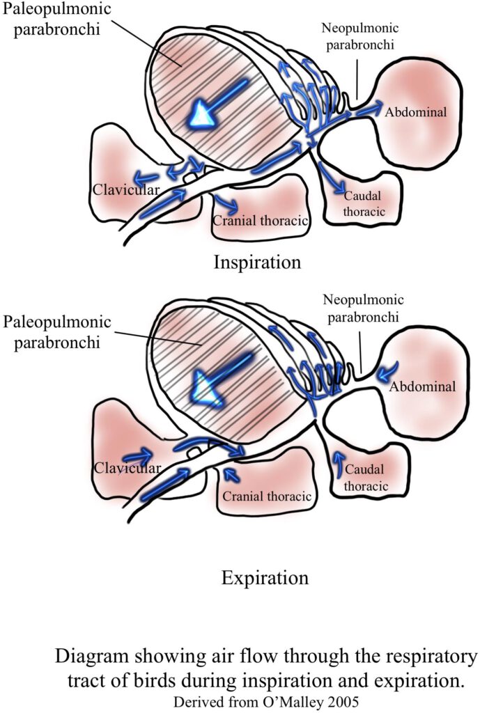 Basics Of The Respiratory System In Birds – Veterinary Kinetics Rehab